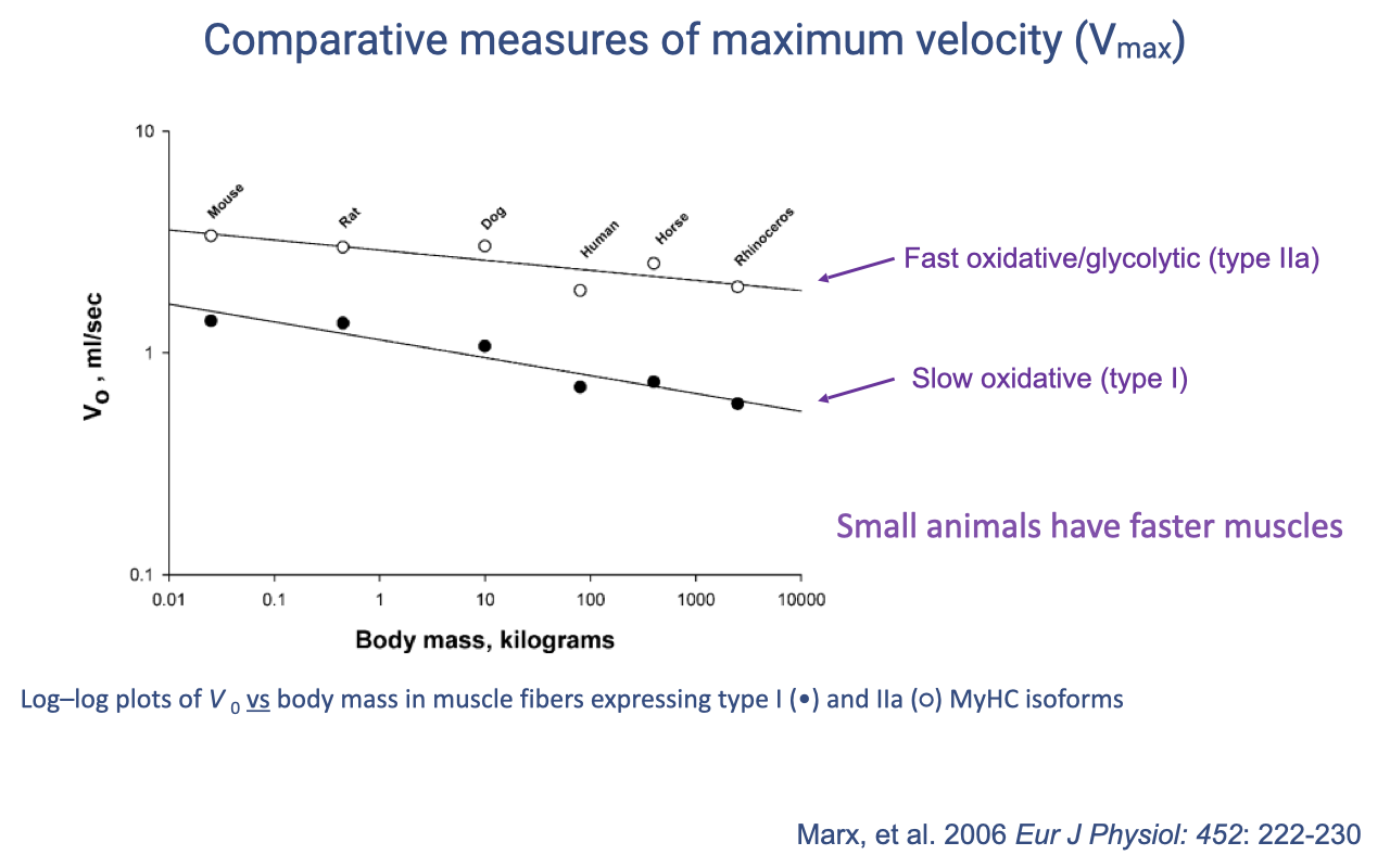Slide titled "Comparative measures of maximum velocity (Vmax)" with a log–log plot of unloaded shortening velocity (V₀, mL/sec) versus body mass (kilograms) for mouse, rat, dog, human, horse, and rhinoceros. Two parallel declining lines distinguish fast oxidative/glycolytic (type IIa) fibers from slow oxidative (type I) fibers. Text reads "Small animals have faster muscles." Source: Marx et al. 2006.