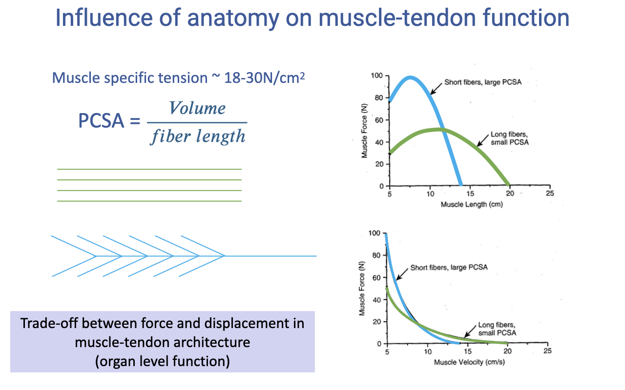 Slide titled "Influence of anatomy on muscle-tendon function" stating muscle specific tension is about 18–30 N/cm² and giving the physiological cross-sectional area as PCSA = Volume / fiber length. Diagrams contrast a parallel-fibered muscle with a pennate muscle. Two graphs compare short-fiber, large-PCSA muscle (high peak force over a narrow length and velocity range) with long-fiber, small-PCSA muscle (lower force over a broader range). Text notes the trade-off between force and displacement in muscle-tendon architecture at the organ level.