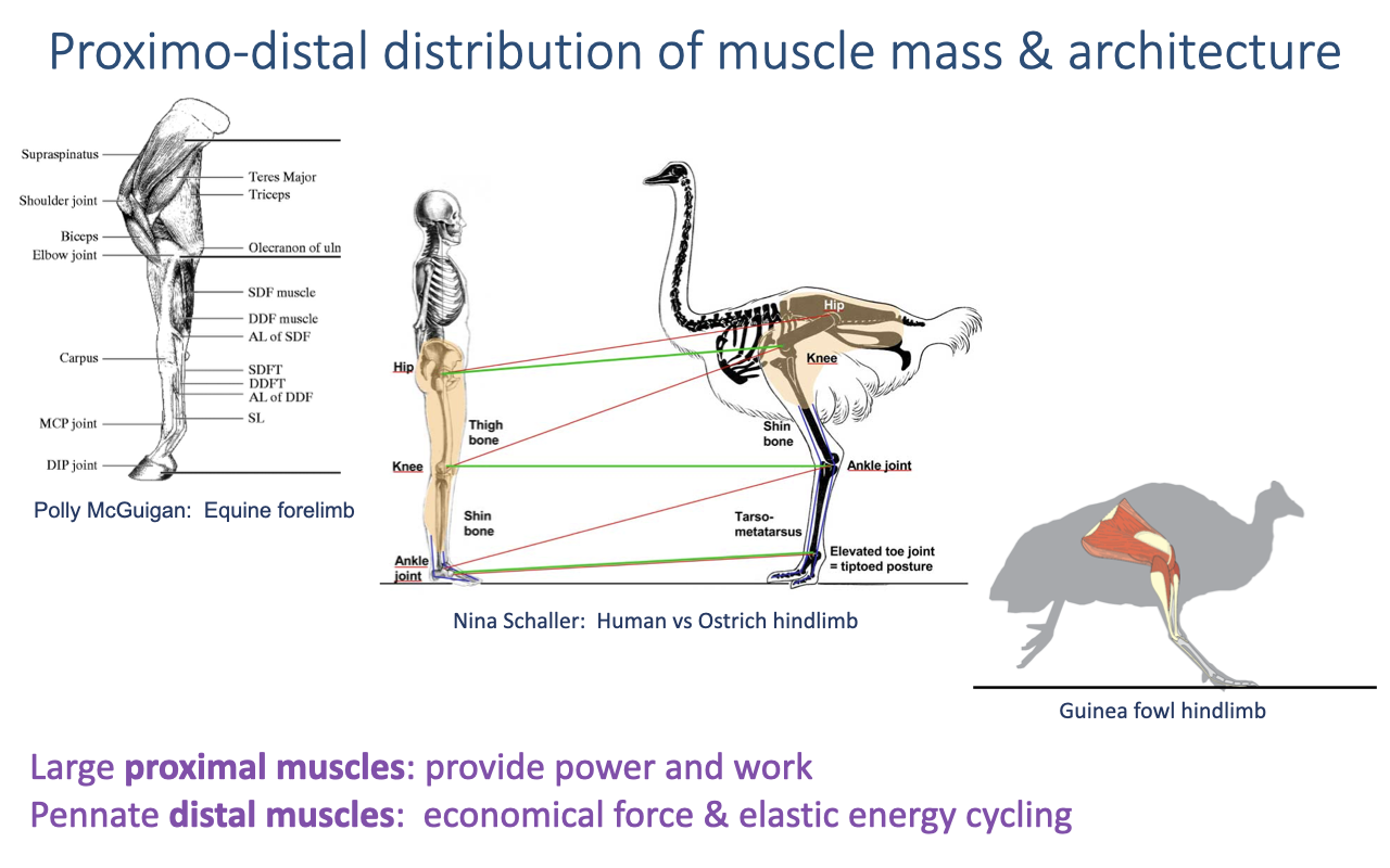 Slide titled "Proximo-distal distribution of muscle mass and architecture" comparing an equine forelimb (Polly McGuigan), a human-versus-ostrich hindlimb (Nina Schaller), and a guinea fowl hindlimb. Bullets read: large proximal muscles provide power and work; pennate distal muscles provide economical force and elastic energy cycling.
