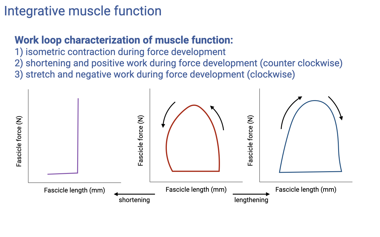 Slide titled "Integrative muscle function" describing work loop characterization with three plots of fascicle force versus fascicle length. Left: a near-vertical line for isometric contraction. Middle: a counter-clockwise loop for shortening with positive work. Right: a clockwise loop for stretch with negative (absorbed) work. Arrows indicate shortening and lengthening directions.