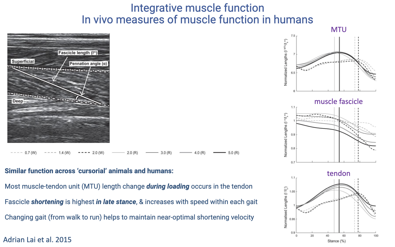 Slide titled "Integrative muscle function: in vivo measures of muscle function in humans" with an ultrasound image of the muscle-tendon unit and three time-series plots of length change for the whole muscle-tendon unit (MTU), the muscle fascicle, and the tendon during stance. Bullets note similar function across cursorial animals and humans: most MTU length change occurs in the tendon during loading; fascicle shortening is highest in late stance and increases with speed within a gait; the gait transition (walk to run) helps maintain near-optimal shortening velocity. Source: Adrian Lai et al. 2015.