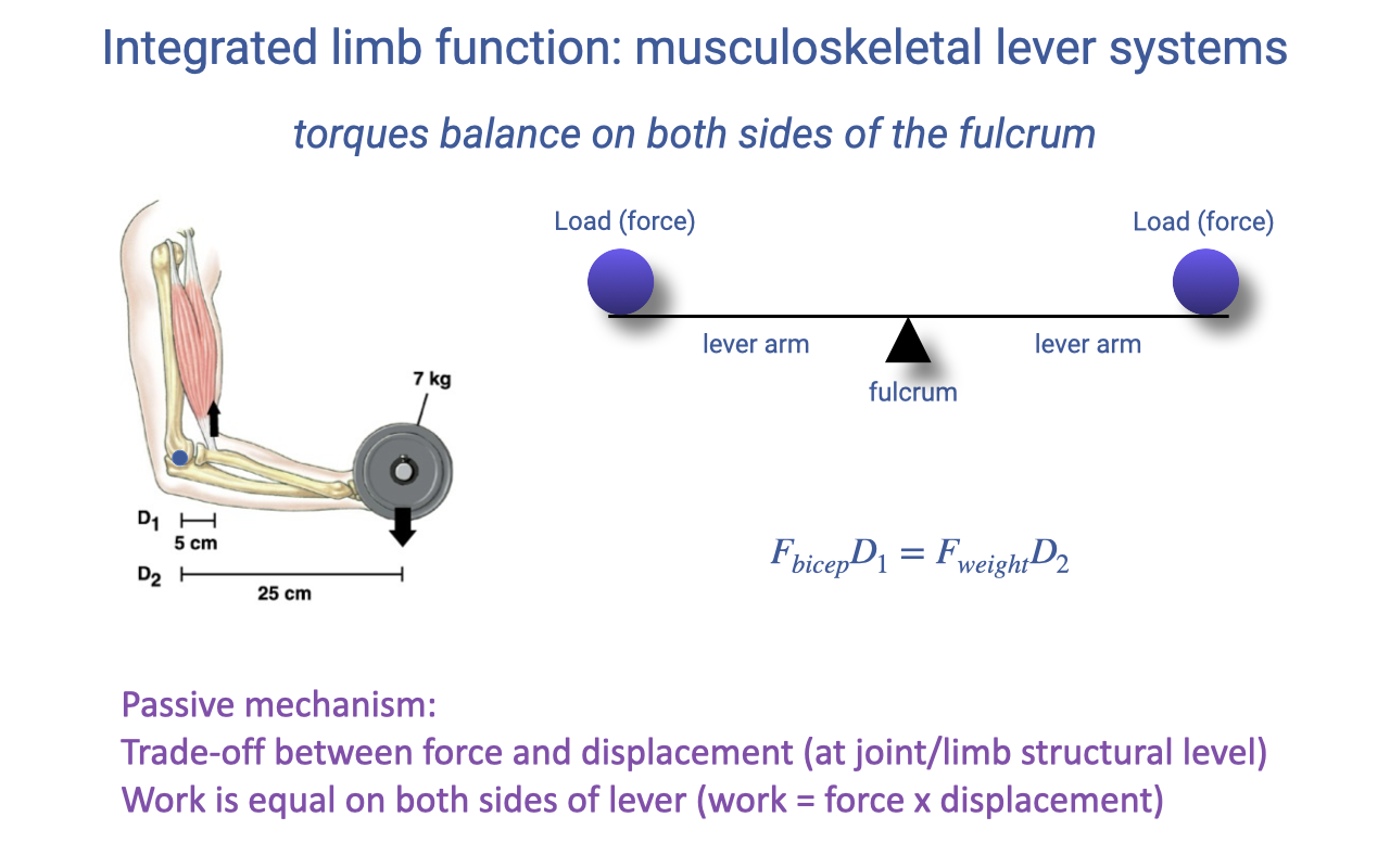 Slide titled "Integrated limb function: musculoskeletal lever systems" stating that torques balance on both sides of the fulcrum. A biceps-and-forearm diagram lifts a 7 kg load with lever arms D₁ = 5 cm and D₂ = 25 cm, and the balance equation is written as $F_{bicep} D_1 = F_{weight} D_2$. Text notes this is a passive mechanism with a force-displacement trade-off, where work is equal on both sides because work equals force times displacement.