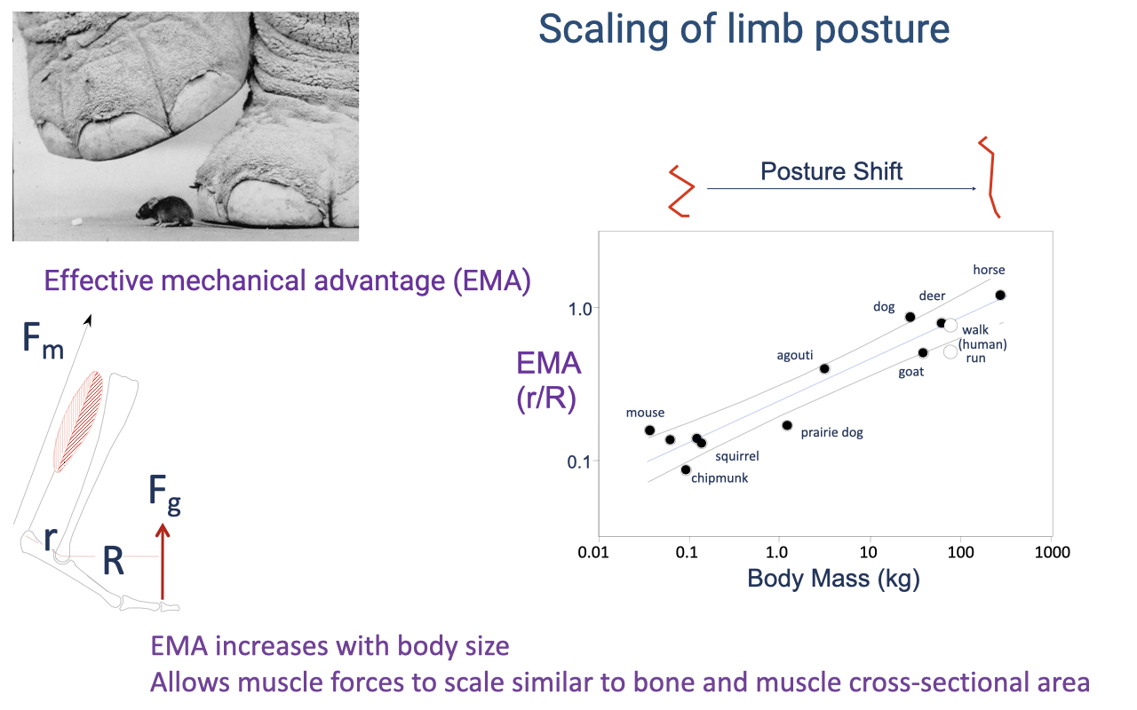Slide titled "Scaling of limb posture" with a photo of an elephant foot beside a small rodent, a limb diagram defining effective mechanical advantage (EMA) as the ratio r/R of muscle and ground-reaction moment arms, and a log–log plot of EMA versus body mass (mouse and chipmunk through dog and horse) showing EMA rising with size. Text notes a posture shift and that EMA increases with body size, allowing muscle forces to scale similarly to bone and muscle cross-sectional area.