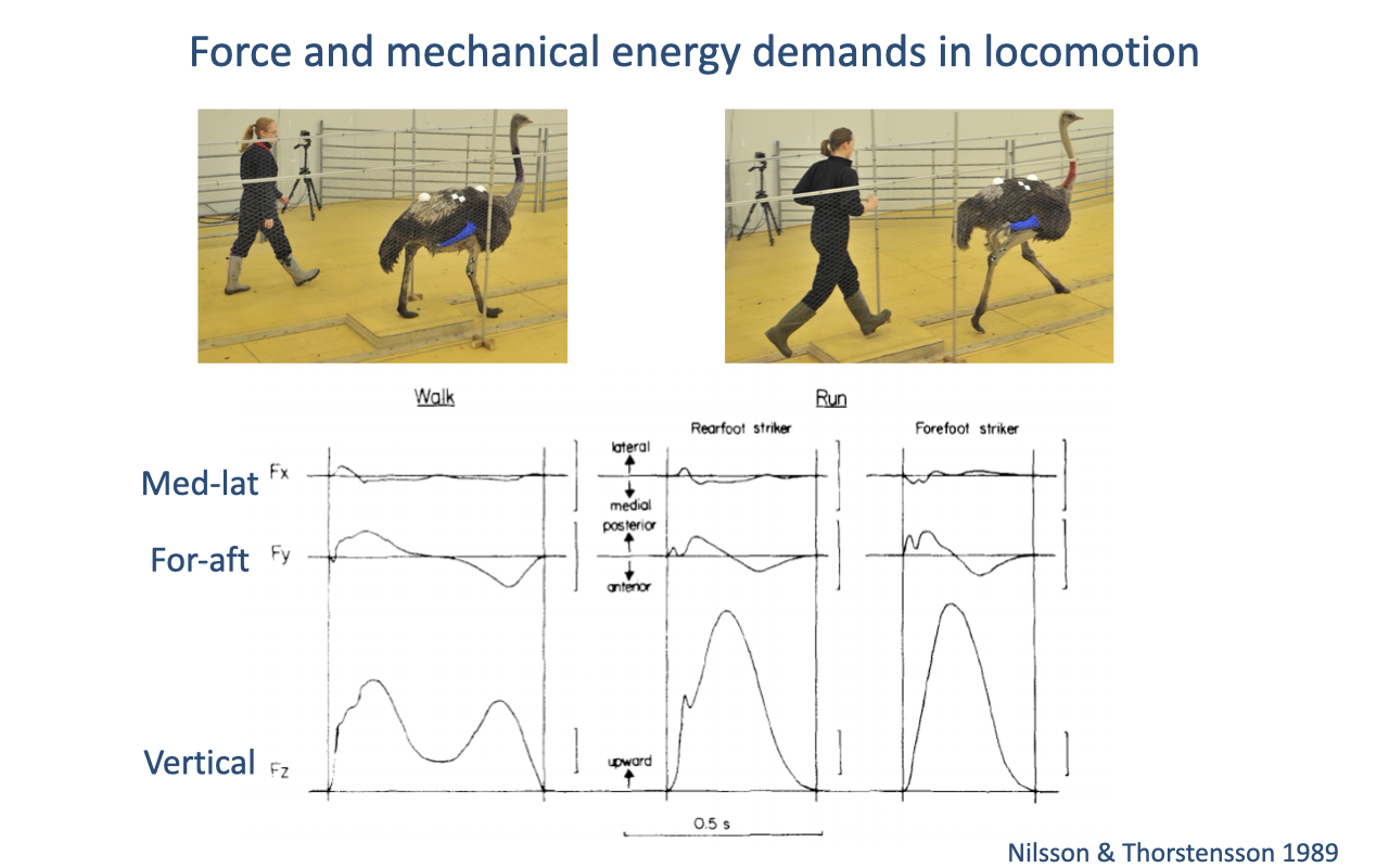 Slide titled "Force and mechanical energy demands in locomotion" with photos of an ostrich walking and running and traces of the three ground reaction force components — mediolateral, fore-aft, and vertical — across a stride for both gaits. Source: Nilsson and Thorstensson 1989.