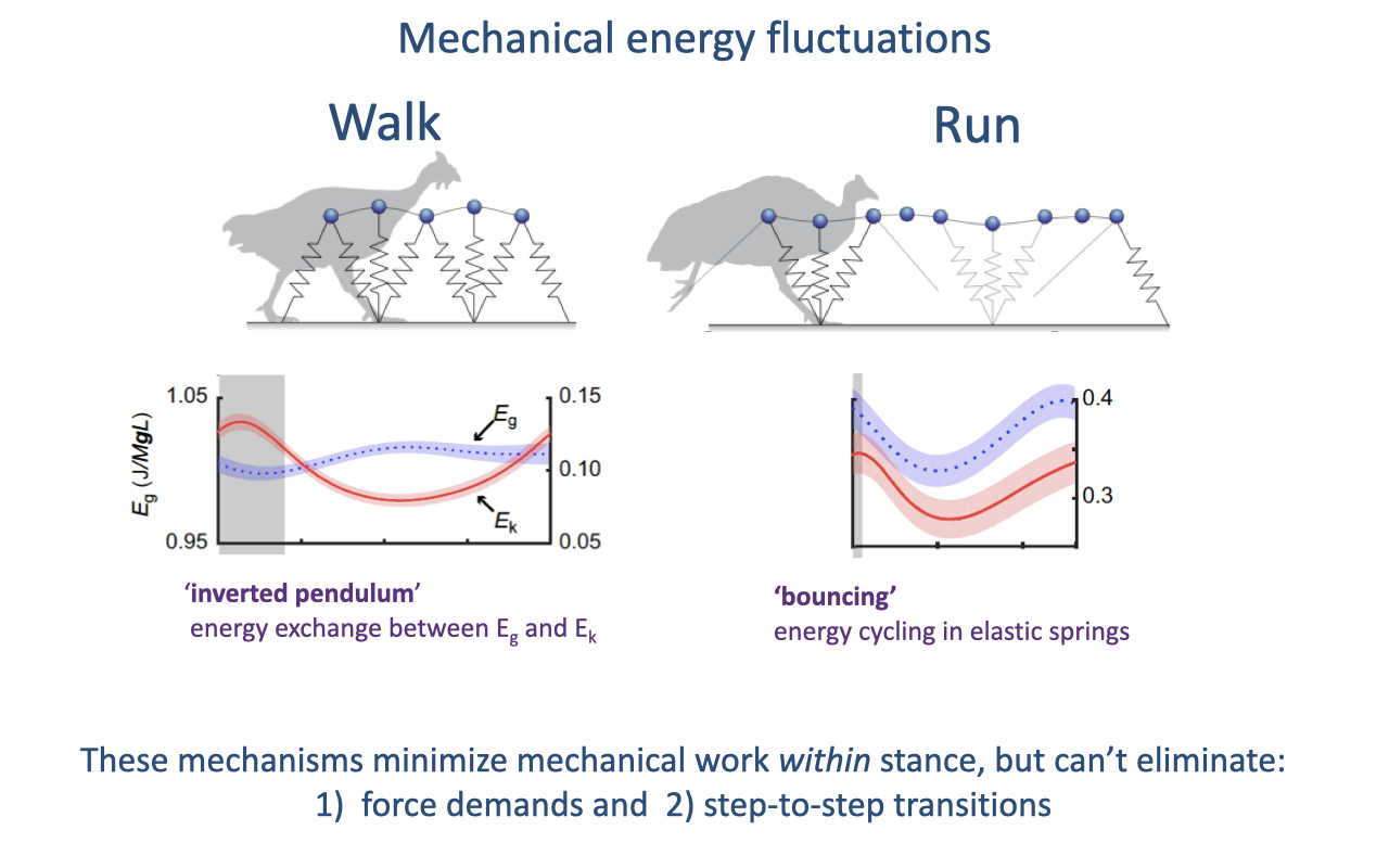 Slide titled "Mechanical energy fluctuations" comparing walk and run with spring-loaded inverted-pendulum diagrams of a bird and plots of gravitational potential energy (E_g) and kinetic energy (E_k) over a stride. In walking the two energies fluctuate out of phase (inverted pendulum exchange); in running they fluctuate in phase (bouncing, elastic energy cycling). Text notes these mechanisms minimize mechanical work within stance but cannot eliminate force demands or step-to-step transition costs.