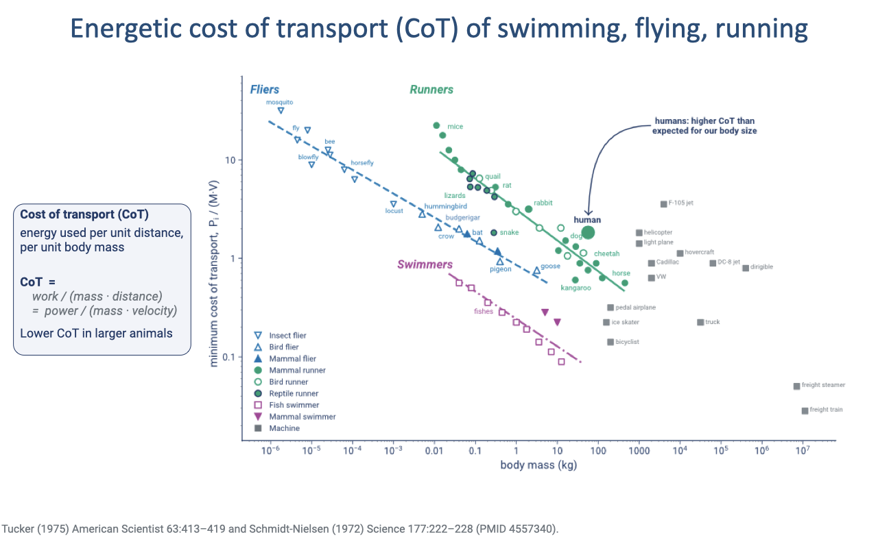 Slide titled "Energetic cost of transport (CoT) of swimming, flying, running" with a log–log plot of minimum cost of transport versus body mass for fliers, runners, and swimmers, plus machines. A box defines cost of transport as energy used per unit distance per unit body mass, CoT = work/(mass × distance) = power/(mass × velocity). An arrow notes humans have higher CoT than expected for their body size. Sources: Tucker 1975; Schmidt-Nielsen 1972.