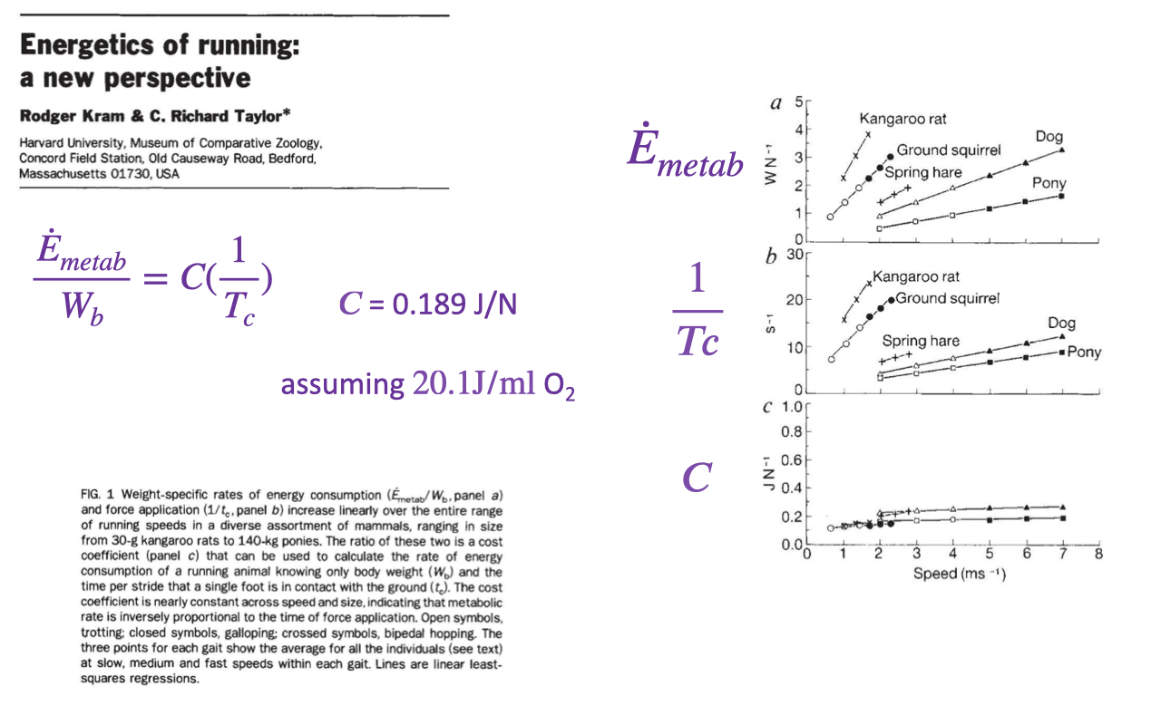 Slide titled "Energetics of running: a new perspective" (Kram and Taylor) giving metabolic rate per body weight as $\dot{E}_{metab} / W_b = C(1/T_c)$, with cost coefficient C ≈ 0.189 J/N assuming 20.1 J per mL O₂. Graphs plot metabolic rate and its inverse against the inverse of foot-ground contact time (1/T_c) for a kangaroo rat, ground squirrel, spring hare, dog, and pony, showing a consistent linear relationship.