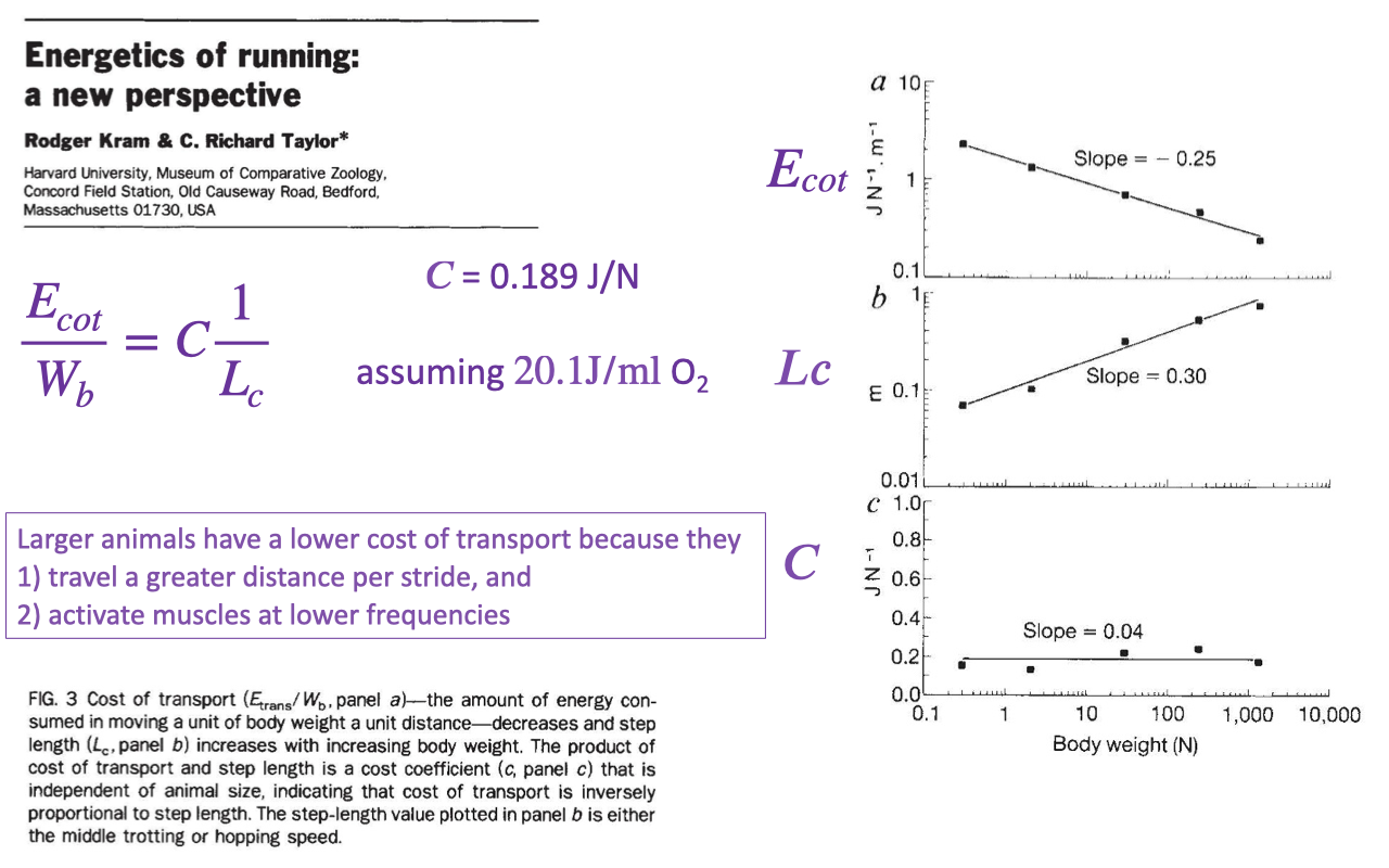 Slide titled "Energetics of running: a new perspective" with graphs of the cost coefficient C and length term Lc versus body weight, showing slopes near 0.25–0.30 across body sizes from small mammals to large ones. Text explains that larger animals have lower cost of transport because they travel a greater distance per stride and activate muscles at lower contraction frequencies.