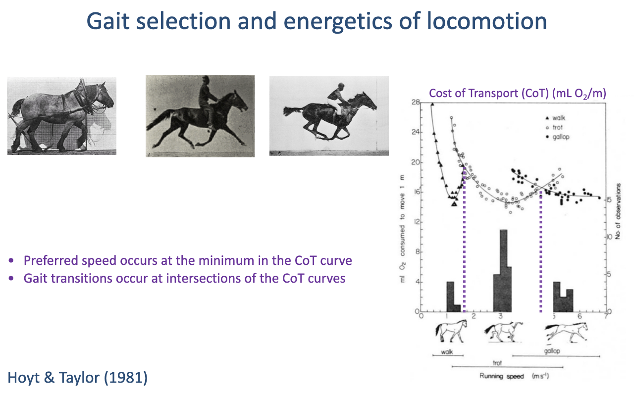 Slide titled "Gait selection and energetics of locomotion" with Eadweard Muybridge photo sequences of a horse walking, trotting, and galloping, and a plot of cost of transport versus running speed showing separate U-shaped curves for walk, trot, and gallop. Bullets state that preferred speed occurs at the minimum of each CoT curve and that gait transitions occur at the intersections of the curves. Source: Hoyt and Taylor 1981.