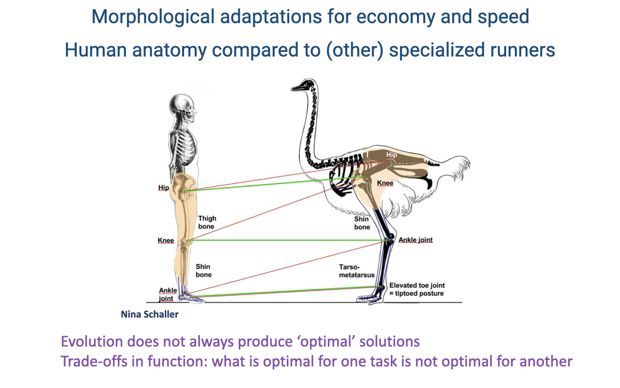 Slide titled "Morphological adaptations for economy and speed: human anatomy compared to (other) specialized runners" comparing a human skeleton with an ostrich skeleton, with colored lines linking corresponding hip, knee, and ankle joints and noting the ostrich's elevated, tip-toed toe joint. Text reads: evolution does not always produce optimal solutions; trade-offs in function mean what is optimal for one task is not optimal for another. Source: Nina Schaller.
