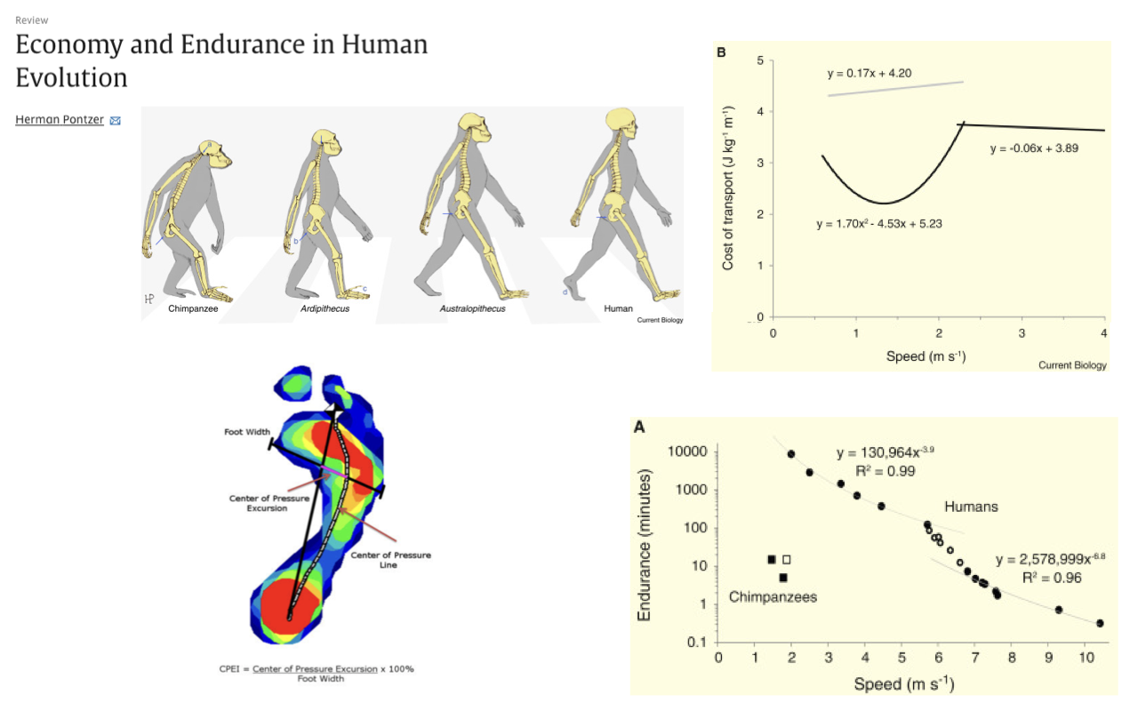 Slide titled "Economy and Endurance in Human Evolution" (Herman Pontzer) showing a series of increasingly upright hominins from chimpanzee through Ardipithecus and Australopithecus to modern human. A graph plots cost of transport versus speed with a U-shaped curve for human walking, a foot center-of-pressure heatmap, and a log–log plot of endurance time versus speed comparing humans and chimpanzees. Source: Current Biology.