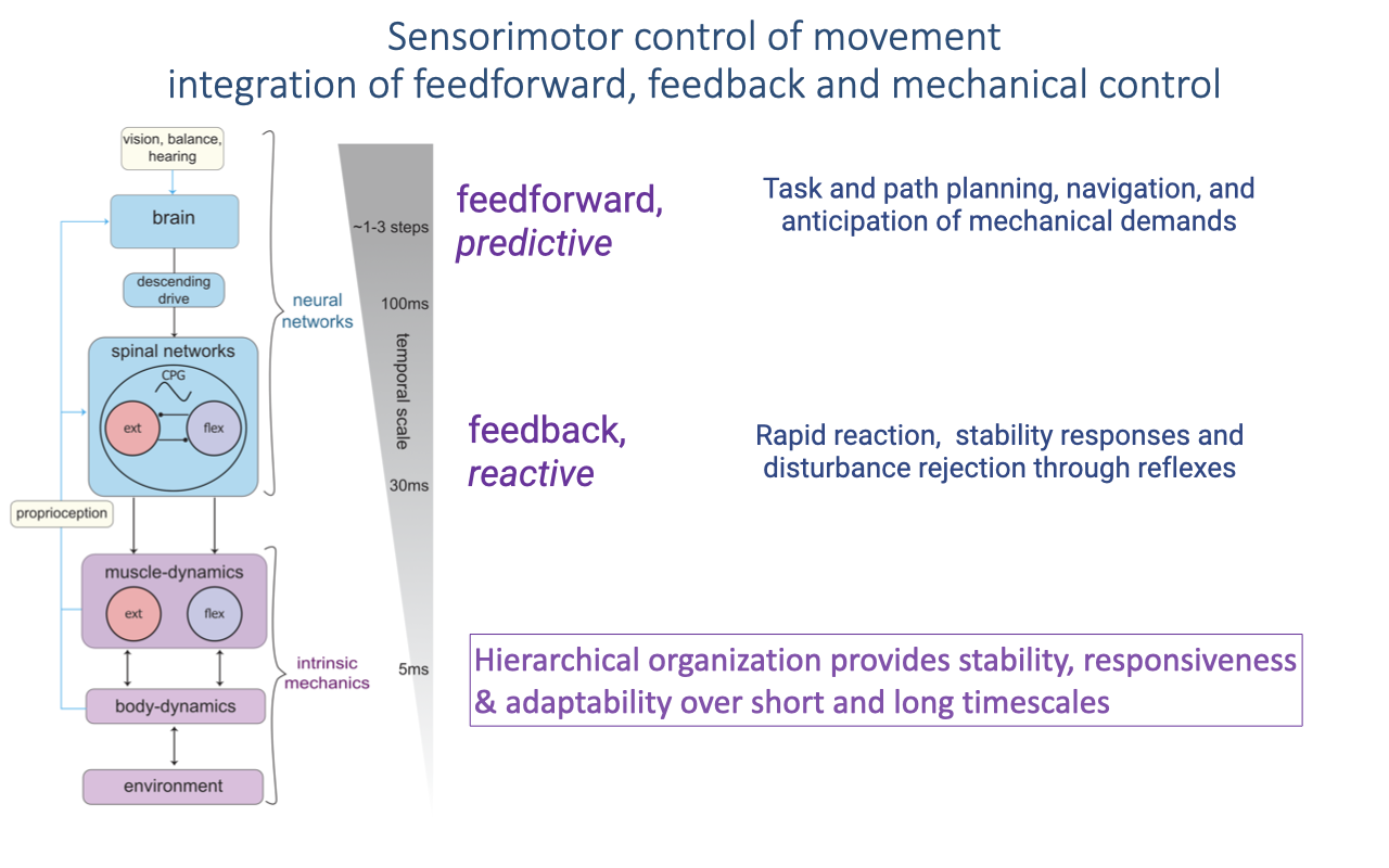 Slide titled "Sensorimotor control of movement: integration of feedforward, feedback and mechanical control" with a hierarchical diagram linking environment, body dynamics, muscle dynamics, spinal networks (with a central pattern generator and extensor/flexor units), the brain, and sensory inputs (vision, balance, hearing, proprioception). A temporal scale runs from ~5 ms intrinsic mechanics through 30–100 ms reflexes to 1–3 step planning. Feedforward (predictive) control handles task and path planning; feedback (reactive) control handles rapid stability and disturbance rejection. Text notes the hierarchy provides stability, responsiveness, and adaptability across timescales.