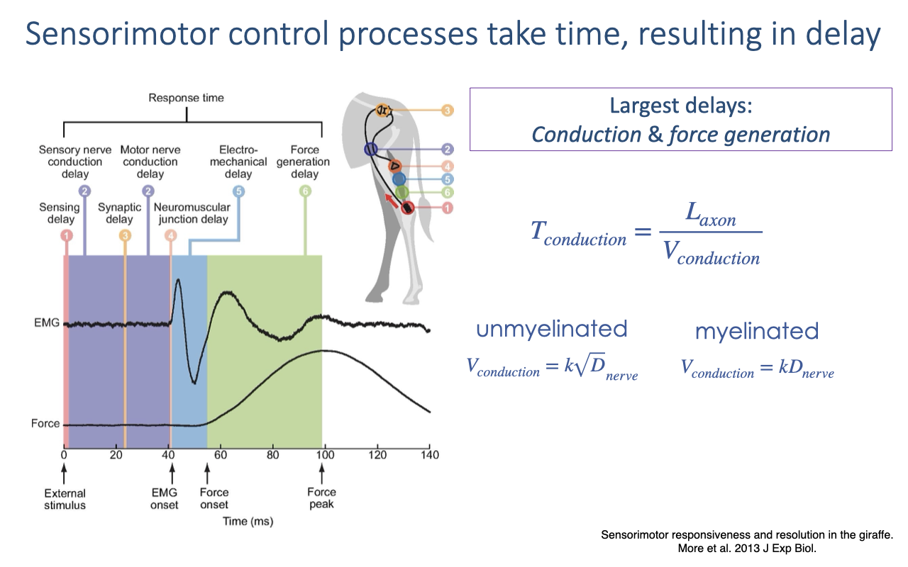 Slide titled "Sensorimotor control processes take time, resulting in delay" with a timeline of response components — sensory and motor nerve conduction delay, synaptic delay, neuromuscular junction delay, electromechanical delay, and force-generation delay — aligned to EMG and force traces over about 140 ms. Equations give conduction time as $T_{conduction} = L_{axon} / V_{conduction}$, with unmyelinated conduction velocity scaling as the square root of nerve diameter and myelinated velocity scaling linearly with diameter. Text notes the largest delays come from conduction and force generation. Source: More et al. 2013, J Exp Biol.