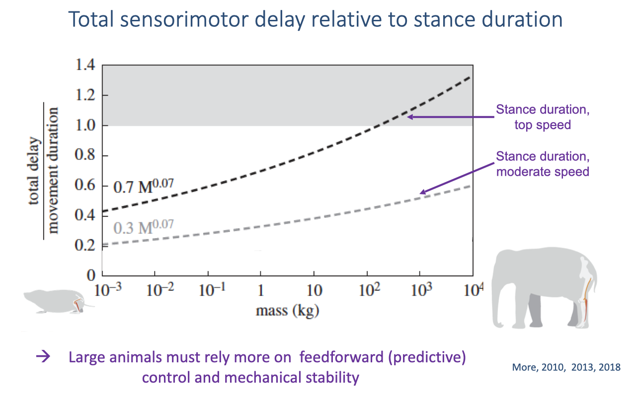 Slide titled "Total sensorimotor delay relative to stance duration" with a plot of the ratio of total delay to movement duration versus body mass (from a small rodent to an elephant). Two dashed curves, scaling as roughly mass to the 0.07 power, represent top-speed and moderate-speed stance durations; delay approaches or exceeds stance duration in the largest animals. Text reads: large animals must rely more on feedforward (predictive) control and mechanical stability. Source: More 2010, 2013, 2018.